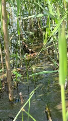 A shallow body of murky water is visible, filled with green algae and reeds. A small, green frog is sitting on a submerged plant. The frog is facing to the right, with its eyes visible. The water appears to be still, and the lighting suggests it is daytime. The camera angle is low, looking through the reeds.