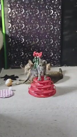 A kitten adorned with a red bow is perched atop a red tiered cat toy. Another adult cat rests behind the kitten. A second kitten plays nearby. The environment appears to be indoors, possibly a living space, with patterned wallpaper and furniture visible.
