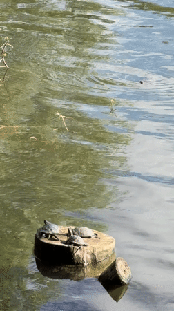 Turtles, birds, and a resting dog in Tbilisi