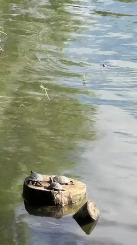 Turtles, birds, and a resting dog in Tbilisi