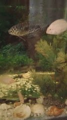 Aquarium activity with diverse fish species and tank decorations
