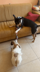 Dogs Play Tug-of-War Indoors in Tel Aviv