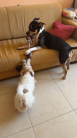 Dogs Play Tug-of-War Indoors in Tel Aviv
