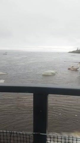 Here is a description of the video:

The video shows a view from a bridge or elevated platform, looking out over a wide expanse of water. The weather appears overcast and rainy. Several large chunks of ice are floating in the water. The shoreline is visible in the distance, lined with trees. The water appears to be moving, with small waves or ripples on the surface. A black metal railing is in the foreground of the view.