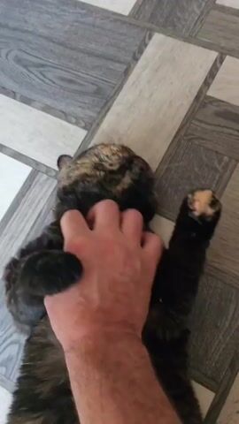 A person's hand is scratching a tortoiseshell cat on its head and neck. The cat is lying on its back on a floor with a wood-grain pattern. The cat's paws are visible, and one of its front paws is extended. The video is filmed from a high angle looking down.