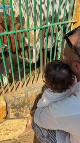 A man holds a baby as they look at goats behind a fence. The goats have brown and white stripes. The man wears sunglasses and a white shirt. The baby has curly brown hair. The fence is green and made of vertical bars. The background has a pattern resembling zebra stripes.