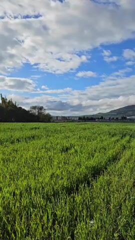 The video shows a green field under a cloudy blue sky.  The field is covered in short, green grass.  Trees line the left side of the field.  In the distance, there are buildings and a hill.  The clouds are white and fluffy, with patches of blue sky visible between them.  The camera pans slightly from left to right.  On the right side of the field is a narrow strip of dark brown soil.