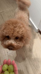 Poodle Hand-Fed Grapes in Vila Nova de Gaia Home