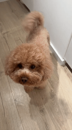 Poodle Hand-Fed Grapes in Vila Nova de Gaia Home
