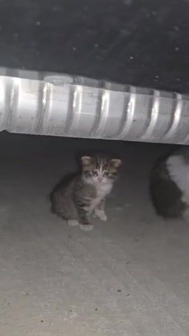 A small, striped kitten sits on a concrete surface under a metal object. To its right, a larger cat's tail and hindquarters are visible. The kitten is facing the camera and appears to be looking slightly to its left. The lighting is dim.