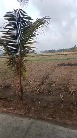 The video shows a first-person perspective of someone riding a motorcycle down a paved road lined with coconut trees on the left side. To the right of the road are open fields with some sparse vegetation and what appears to be cultivated land in the distance. The sky is overcast. There are no other people or vehicles clearly visible in the immediate vicinity.