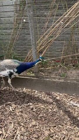 A peacock walks across a ground covered in wood chips. The peacock is blue and green with a white chest and black markings. The peacock has a crest of feathers on its head. Behind the peacock is a fence made of wood and wire mesh. There are tall, thin plants growing behind the fence. A peacock feather is in the foreground of the video.