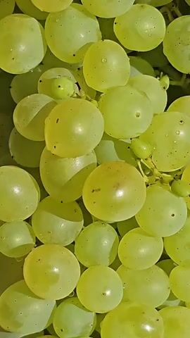 The video is a close-up shot of a bunch of green grapes. The grapes are plump and appear to be fresh, with some of them showing small water droplets. The lighting suggests they are outdoors, possibly in sunlight, as indicated by the dappled shadows visible on the bunch and the surface below. The surface beneath the grapes has a patterned texture, possibly a tablecloth or fabric. The camera slowly zooms out, revealing more of the bunch and its context on the patterned surface.