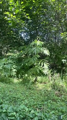 The video shows a slow, panning shot of a lush green forest floor with sunlight filtering through the leaves of trees. The camera moves from left to right, revealing various types of vegetation, including tall leafy plants and smaller ground cover. The scene is peaceful and natural, with no signs of human activity.