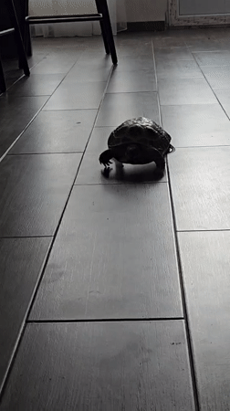 Pets observed in quiet domestic moments in Sochi home