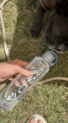 Dog owner provides care for pet on Coachella lawn