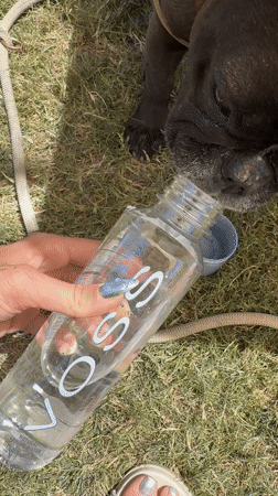 Dog owner provides care for pet on Coachella lawn