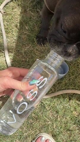 The video shows a person holding a clear plastic bottle filled with water, pouring it into a small gray bowl, which is on a patch of green grass. A black dog is drinking from the bowl. The bottle has the brand name "VOSS" printed in white letters. The person's hand, which has a tattoo, and foot are visible. The person is wearing a silver toenail polish and beige sandals. A leash is visible near the water bottle.