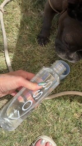 Dog owner provides care for pet on Coachella lawn