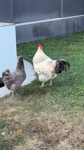 This media file shows two chickens in an outdoor setting. The subjects are a rooster and a hen. The rooster is larger, with white and black feathers and a prominent red comb. The hen is smaller and has grey feathers. They are standing on a patch of grass, with some dry patches visible. Behind them is a building with a grey, textured wall and a white, smooth section. The scene appears to be outdoors, possibly in a backyard or farm setting. The lighting suggests it could be daytime, possibly late afternoon or early morning given the angle of the light and the shadows. There is no visible text in the media file. The activity depicted is the chickens simply standing and interacting, with the rooster appearing to be near the hen. The overall mood is peaceful and naturalistic.
