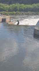 River surfer spotted on Nuremberg waterway