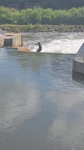 River surfer spotted on Nuremberg waterway