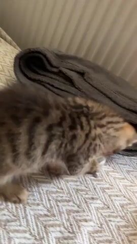 This video captures a playful tabby kitten on a beige, textured blanket. The kitten, with its distinct striped fur and alert ears, appears to be interacting with something underneath a folded grey blanket. Its body language suggests curiosity and engagement as it moves and paws at the fabric. The setting is indoors, possibly a living room or bedroom, with a ribbed wall or headboard visible in the background. The lighting indicates daytime. The kitten's actions are the central focus, creating a sense of gentle amusement and innocence. No text is visible in the video. The location context provided is Radilovo, Bulgaria, though this cannot be visually confirmed from the footage alone.
