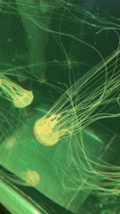 Moscow aquarium visitors observe colorful jellyfish exhibits during afternoon visit