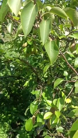 A close-up video shows a pear tree laden with ripening pears. The camera pans slightly, capturing clusters of the fruit hanging from branches amidst lush green leaves. The pears are a mix of green and reddish-purple hues, indicating they are nearing ripeness. The sunlight filters through the leaves, highlighting the textured skin of the pears and the vibrant foliage. The overall scene depicts a healthy, fruit-bearing tree in an outdoor setting, likely a garden or orchard.