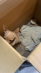 Chihuahua puppy spotted in cardboard box in Sofia