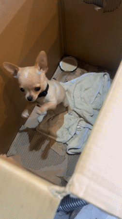 Chihuahua puppy spotted in cardboard box in Sofia