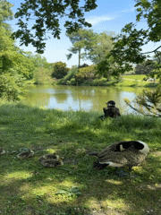 Family of geese, political tote bag spotted in Paris park