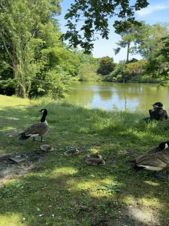 Family of geese, political tote bag spotted in Paris park