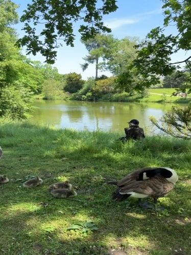 Family of geese, political tote bag spotted in Paris park