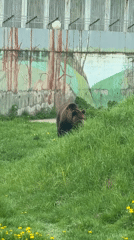 Bears observed in zoo enclosures during morning hours