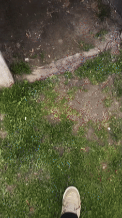 Spring blooms photographed during afternoon stroll in Strasbourg