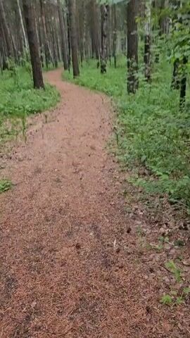 A narrow dirt path winds through a dense forest. The path is covered with pine needles and appears to be well-maintained. Tall trees, primarily pines and birches, line both sides of the path, their trunks dark and weathered. Lush green foliage, including ferns and undergrowth, grows abundantly on the forest floor, creating a vibrant contrast with the earthy path and tree trunks. The lighting suggests an overcast day, with a soft, diffused light filtering through the canopy, casting a gentle ambiance over the scene. The path curves slightly to the left as it recedes into the distance, inviting the viewer to follow it deeper into the woods. There are no people or animals visible in the video.