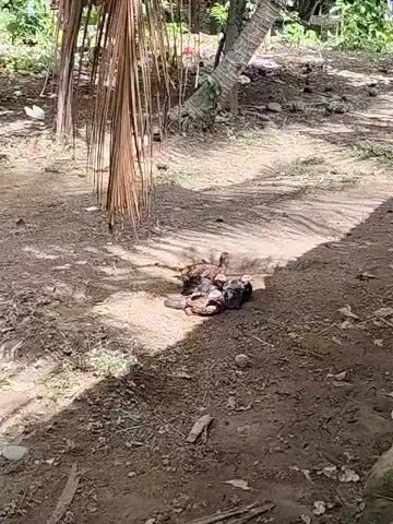 The camera focuses on a cluster of chicks huddled together in the dirt under the shade of a palm tree. The ground is dry and covered with loose soil, leaves, and small rocks. The chicks are various shades of brown and black, and they appear to be resting or sleeping. The palm tree's fronds create dappled shadows on the ground around them. In the background, there is a blurred view of more trees and vegetation. The overall scene is peaceful and natural.
