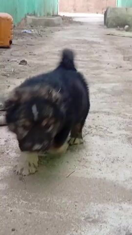 The video shows a furry, black and white dog walking around in an outdoor environment. The dog approaches a white plastic dish, puts its head into the dish, and appears to eat from it. After a few seconds, the dog walks away from the dish. The background shows a concrete or dirt surface and a green and white wall.