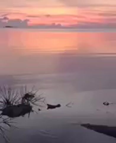The video shows a tranquil scene at the edge of a body of water, likely a sea or a large lake, during a colorful sunset. The sky is painted with hues of pink, orange, and hints of purple, reflected on the calm water surface creating a mirror-like effect. In the foreground, there are silhouettes of spiky plants or sea urchins near the shore. There is no visible human activity, making it a serene and undisturbed environment.