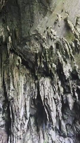This video shows the interior of a cave. The cave walls are rocky and damp, with many stalactites hanging from the ceiling. Some of the stalactites are long and thin, while others are shorter and thicker. The floor of the cave is uneven and rocky. The lighting is dim, with some light filtering in from an unseen opening, illuminating the cave's formations. There are no people or animals visible in the video.