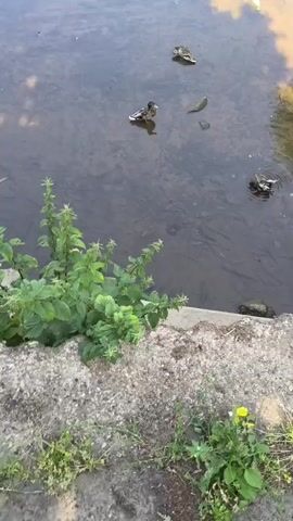This media file shows a body of water with several ducks swimming. The water appears to be a river or a large pond, with a stone embankment in the foreground covered in green plants and some small yellow flowers. The ducks are mallards, with distinct brown and green plumage. The water is relatively clear, allowing a view of the riverbed beneath. The light suggests it is daytime, likely sunny with some shadows cast on the water. The background shows a further stretch of water and a tree-lined bank. The scene is peaceful and natural, evoking a sense of tranquility. There is no visible text in the media file. The context of Bridgnorth, United Kingdom, suggests this could be a scene from a local river, such as the River Severn, which flows through the town.