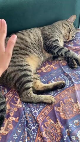A medium shot shows a tabby cat lying on a purple and blue patterned blanket on a couch with a green back. The cat is mostly still, with eyes partially closed, as a hand pets its side.  Music plays in the background.