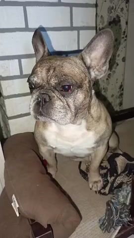 A brindle French bulldog sits on a mat, with a brown pillow to its left and a wooden dog bed to its right, draped with a patterned blanket. The dog is looking towards the right of the frame. The background shows a brick wall on the left and a floral-patterned wallpaper on the right. The lighting is dim, with shadows visible. The dog blinks its eyes and licks its nose.