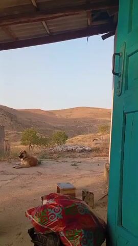 The video opens with a view looking out from under a corrugated metal roof. In the foreground, a partially opened turquoise door is visible on the right. Below the roof, leaning against a concrete structure, is a support pole. The ground is dirt. In the middle ground, a tan and brown dog is lying down in the dirt. Behind the dog, there are some small trees and a flock of white sheep grazing. Further in the background, rolling hills are visible under a clear, pale sky. The overall scene suggests a rural or remote setting, possibly a farm or a village, with the soft light indicating either early morning or late afternoon.