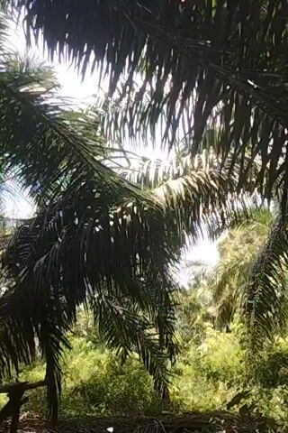 The video shows a dense collection of palm fronds from the perspective of someone looking upward. The leaves are green and partially block the sunlight, creating a dappled lighting effect. There is a glimpse of the trunk of the palm tree. The background shows other greenery, suggesting the trees are in a forest or plantation. The camera moves slightly, giving a better look at the structure of the tree.