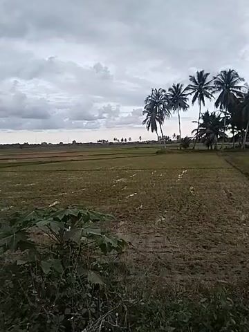 The video shows a rural landscape, likely a rice paddy, with a few coconut palm trees scattered around. The sky is overcast with grey clouds. In the foreground, there's some low-lying vegetation. The paddy fields appear to be mostly dry, with some signs of recent cultivation. The overall scene has a muted color palette due to the cloudy weather.