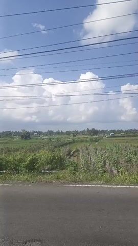 A landscape view from a roadside shows a vast expanse of green fields and vegetation under a bright blue sky with scattered white clouds. Power lines are strung across the top of the frame. In the foreground, a paved road runs horizontally. Beyond the road, there are rows of plants, some appearing to be crops and others more like bushes or trees. In the distance, more fields stretch out, with small structures and scattered trees dotting the horizon. The scene appears to be rural and agricultural. There are no visible people or animals. The lighting suggests it is daytime, likely midday due to the bright sun.