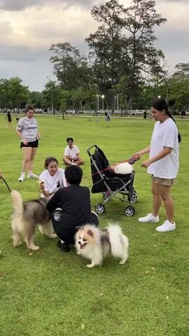 The video shows a group of people and dogs in a grassy park. In the foreground, two women are interacting with two dogs, one is a fluffy light-colored dog and the other is a larger dog. A person in a black shirt and shorts is kneeling and petting the fluffy dog. Another woman in a black shirt is crouching nearby, holding a leash attached to the larger dog. To the right, a woman in a white t-shirt and shorts is standing and holding the handle of a baby stroller, which contains a small white dog. Further in the background, several other people are visible, including two women standing near each other and another person sitting. The park appears to be well-maintained with green grass, trees, and some streetlights in the distance. The sky is overcast.