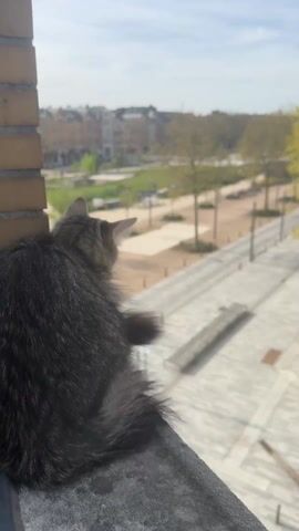 The video shows a cat sitting on a ledge, looking out over a city park. The cat is gray and has its back to the camera. The park has trees, benches, and a paved walkway. There are buildings in the background. The sky is blue with some clouds. The video is shot from a high angle, looking down on the park.